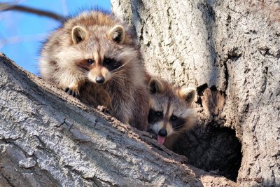 Raton-laveur (Raccoon)