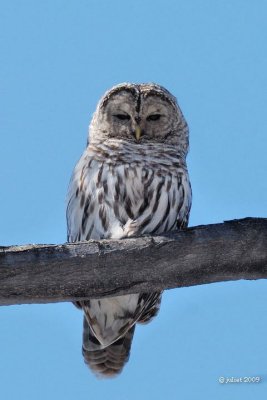 Chouette raye (Barred owl)