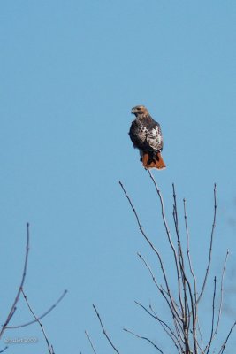 Buse  queue rousse (Red-Tailed hawk)