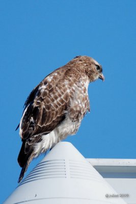 Buse  queue rousse (Red-Tailed hawk)