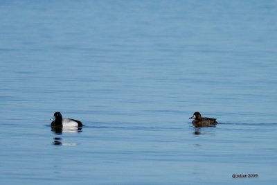 Fuligule milouinan (Greater scaup)