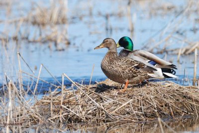 Colvert (Mallard)