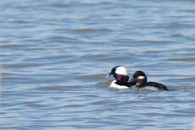 Petit garrot (Bufflehead)