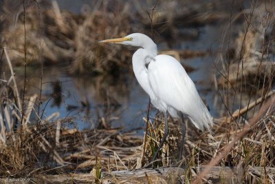 Grande aigrette (Great egret)