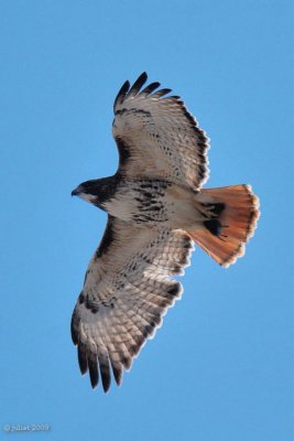 Buse  queue rousse (Red-Tailed hawk)