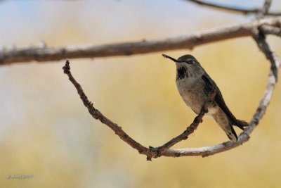Colibri (Hummingbird)