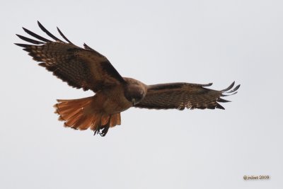 Buse  queue rousse (Red-tailed hawk) 4/4