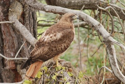 Buse  queue rousse (Red-tailed hawk)