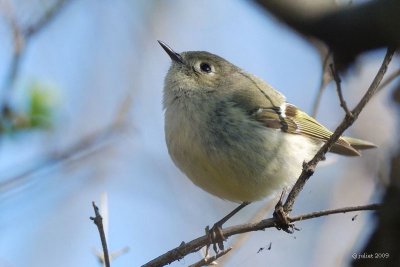 Roitelet à couronne rubis  (Ruby-crowned Kinglet)