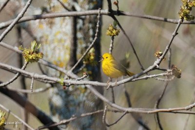 Paruline jaune male (Yellow warbler)