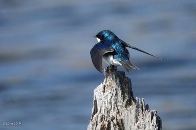 Hirondelle bicolore (Tree swallow)