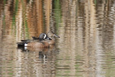 Sarcelle  ailes bleues (Blue-winged teal)