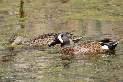 Sarcelle à ailes bleues (Blue-winged teal)