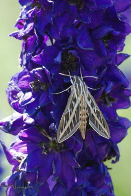 White-lined Sphinx Moth  Hyles lineata