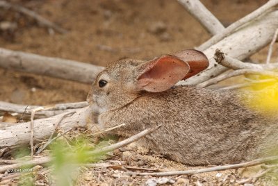 Lapineau (Baby rabbit)