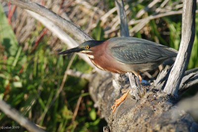 Héron vert (Green heron)