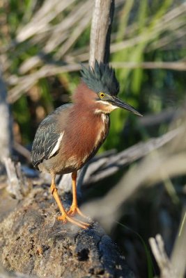Héron vert (Green heron)