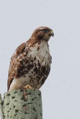Buse à queue rousse (Red-tailed hawk)
