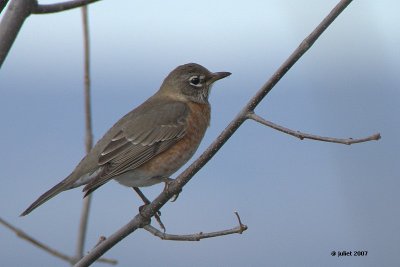 Merle d'Amrique (American robin)