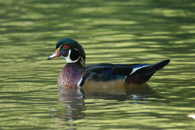 Canard branchu (Wood duck)