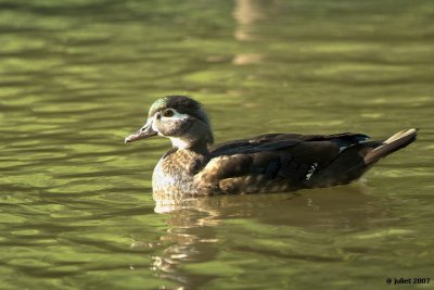 Canard branchu (Wood duck)