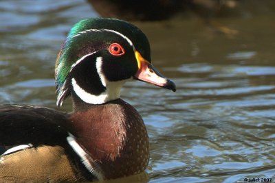 Canard branchu (Wood duck)