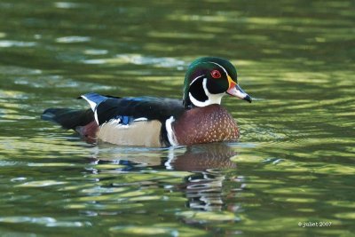 Canard branchu (Wood duck)