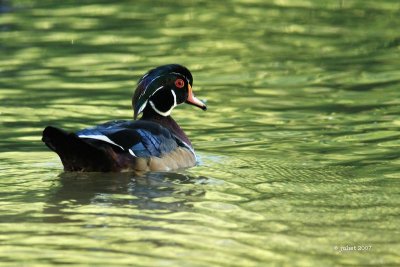 Canard branchu (Wood duck)