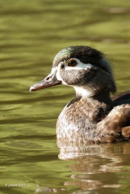 Canard Branchu (Wood duck)