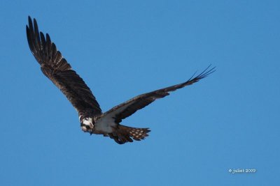 Balbuzard pcheur (Osprey)