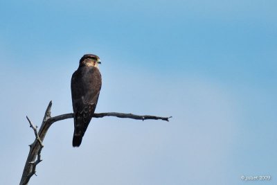 Faucon merillon (Merlin)