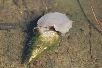 Escargot (Water snail)