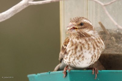 Roselin pourpr femelle (Purple finch)