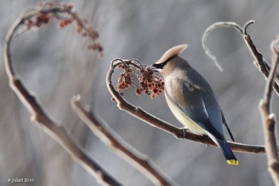 Jaseur d'Amérique (Cedar waxwing)