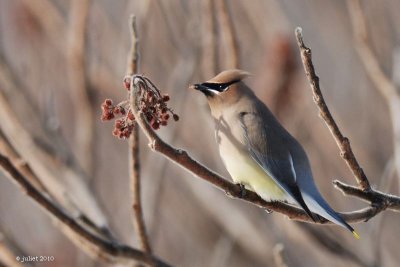 Jaseur d'Amrique (Cedar waxwing)