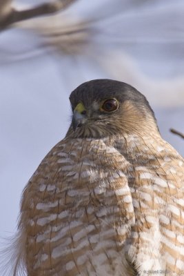 pervier brun  (Sharp-shinned hawk)