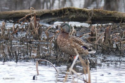 Canard colvert (Mallard)