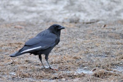 Corneille d'Amrique (American crow)