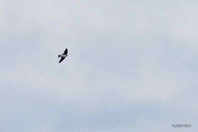 Hirondelle bicolore (Tree swallow)