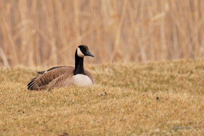 Bernache du Canada (Canada goose)