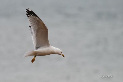 Goéland à bec cerclé (Ring-billed gull)