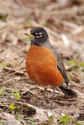 Merle d'Amérique (American robin)