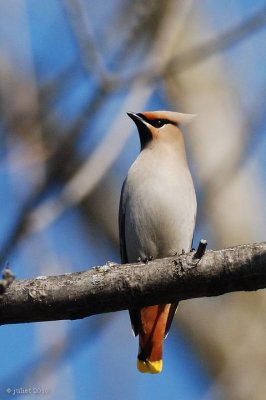 Jaseur boréal (Bohemian waxwing)
