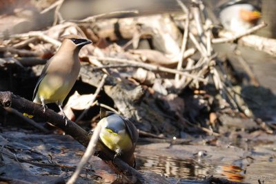 Jaseur d'Amrique (Cedar waxwing)