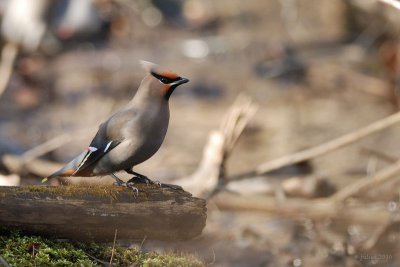 Jaseur boral (Bohemian waxwing)