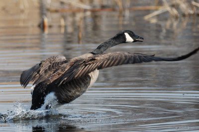 Bernache du Canada (Canada goose)