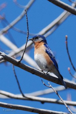 Merle bleu de l'est (Eastern Bluebird)