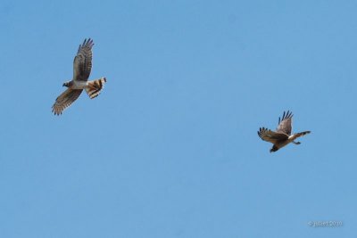 Busard des marais (Northern harrier)