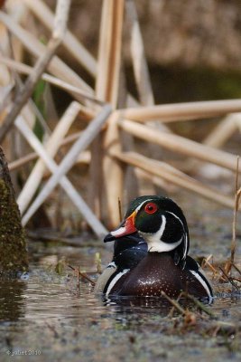 Canard branchu (Wood duck)