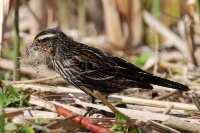 Carouge  paulettes (Red-winged blackbird)